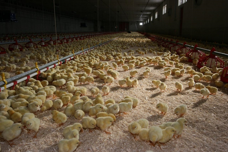 Крупная птицефабрика в США зверски уничтожила более 5 млн цыплят